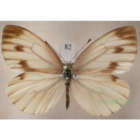 Pieris bryoniae (Hübner, 1806) female Bielinek bryonie Slovakia82